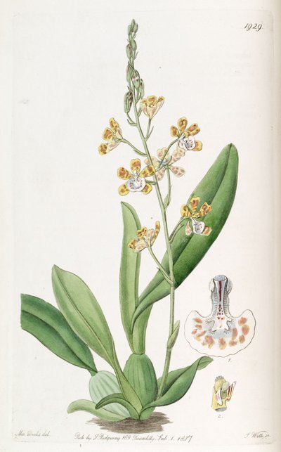 Solenidium lunatum da Miss Drake